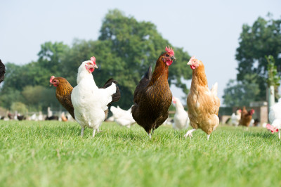 Noble Foods 143 3 v2