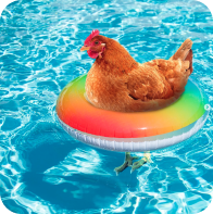 Pool-chicken