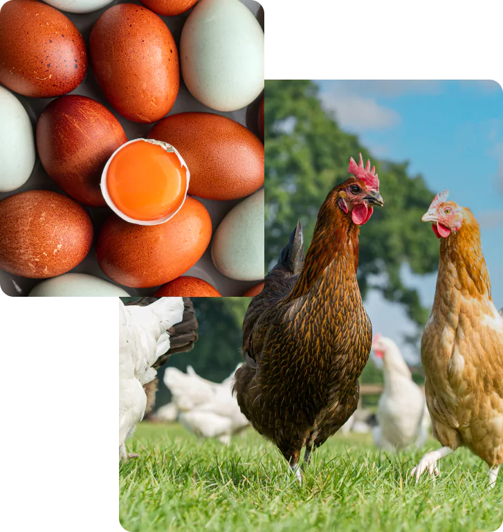 heritage stunning unique